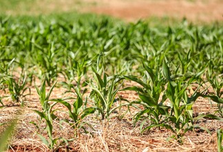 Foto de lavoura de milho com plantas pequenas.