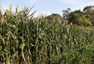 Foto de lavoura de milho ao lado de lavoura de soja.