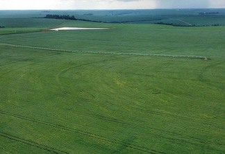 Foto área de lavoura de milho.