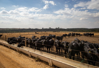 Foto de gado de corte em área de confinamento.