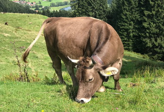 A foto mostra uma vaca de pelagem marrom pastando