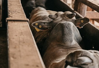 Devemos diminuir o estresse dos bovinos em todas as etapas da sua vida, pois um animal nessa condição diminui seus índices zootécnicos e potencial produtivo. | Foto: Scot Consultoria/Divulgação 