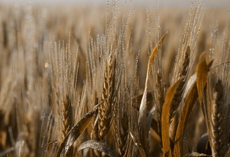 No Brasil as negociações internas de trigo seguem ocorrendo de forma pontual | Foto: Pixabay/Divulgação