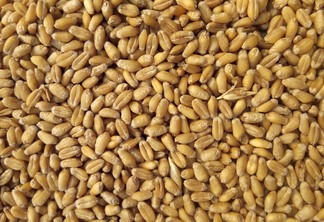Foto de grãos de trigo.