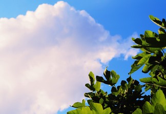 Foto de folhas de árvore na frente de nuvem e do céu azul.
