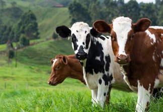 Foto de três vacas em pasto, duas estão olhando para a câmera.