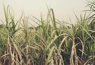 Foto de plantação de cana-de-açúcar.