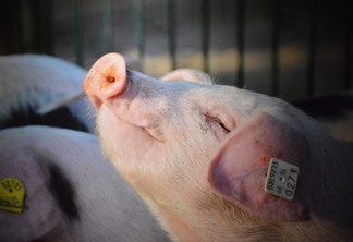 No segundo semestre, a ABPA prevê um aumento nas importações chinesas de carne suína | Foto: Pixabay/Divulgação 