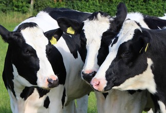 A produção de leite foi estimada em 35,3 bilhões de litros em 2021, números que demonstram estabilidade na comparação com 2020 | Foto: Pixabay/Divulgação 
