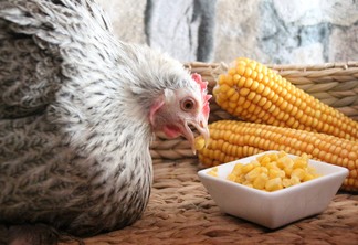A foto mostra uma galinha comendo milho