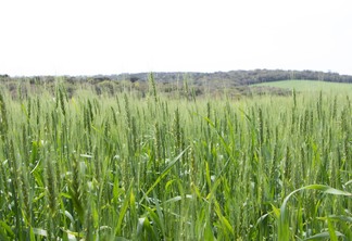 Foto de lavoura de trigo com espigas verdes.