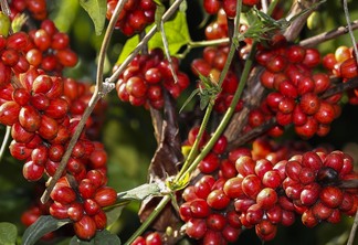 Foto de frutos vermelhos de café ainda em árvore.