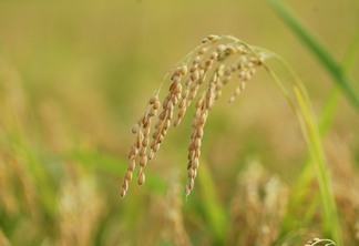 A foto mostra uma planta de arroz