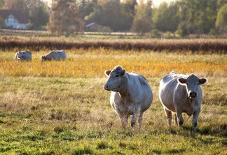 A foto mostra algumas vacas no pasto