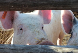 A foto mostra um porco atrás de uma cerca de madeira