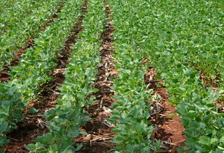 Foto de lavoura de soja com plantas com folhas verdes e tamanho médio.