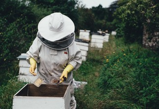 A foto mostra uma pessoas com equipamentos de proteção manuseando uma caixa de mel