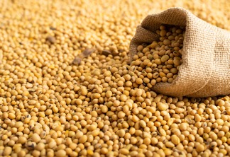 A foto mostra um saco de soja e grãos espalhados