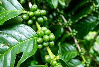 A foto mostra uma planta de café em desenvolvimento e amadurecimento de bagas