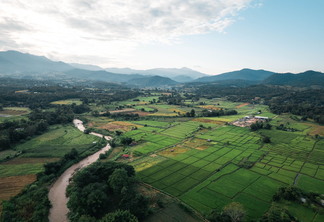 A foto mostra uma área de cultivo de arroz
