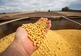 Imagem mostra uma mão masculina segurando grãos de soja durante a colheita