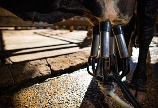 Na Região Sul, a 
 média de produção é de 37,8 litros/vaca/dia, 24% acima da média geral | Foto: Wenderson Araujo/CNA