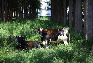 Imagem mostra dois bovinos, em uma pastagem e sistema de integração lavoura pecuária
