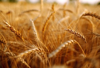 Semeadura do trigo evolui para 95% da área projetada