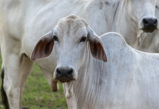 A imagem mostra um gado nelore de pelagem branca