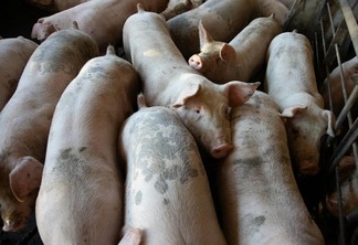 O Brasil é o quarto maior produtor e exportador de carne suína do mundo |  Foto: Mark Stebnicki/Pexels 