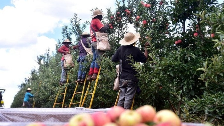 Pessoas colhendo maçã no sul do país