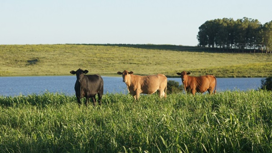vacas no campo
