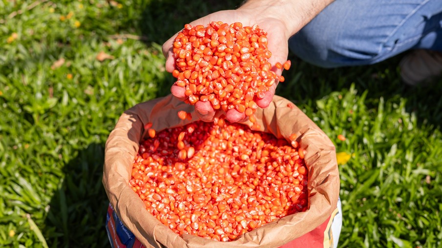 Foto de mãos segurando sementes de milho/sorgo acima de saca.