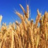 Foto de lavoura de trigo sob céu azul.