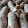 O Brasil é o quarto maior produtor e exportador de carne suína do mundo |  Foto: Mark Stebnicki/Pexels 