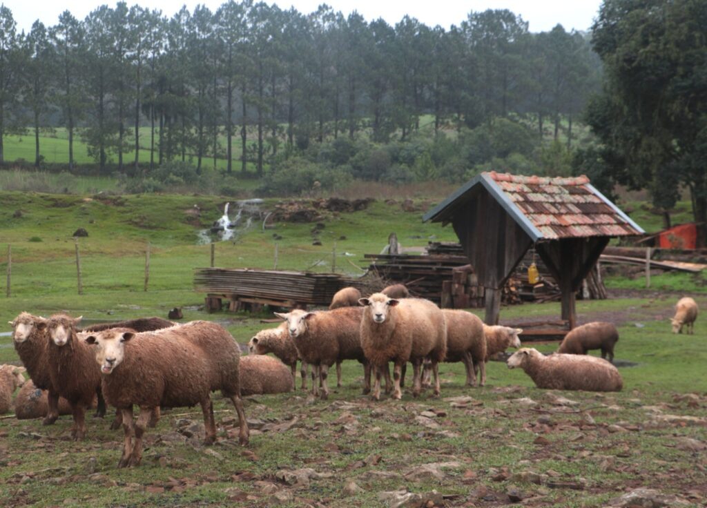 Foto de ovelhas em campo.