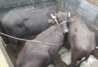 Foto de três búfalos sendo transportados