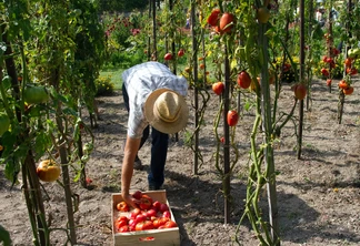 Foto de homem com chapéu se abaixando para colocar tomates em caixa. Ele está em meio a plantas de tomate.