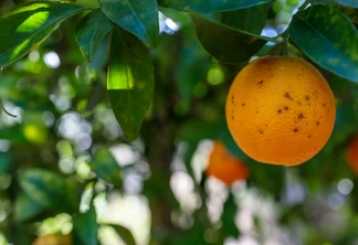 Foto em close up de uma laranja em uma árvore.