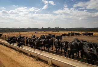 Foto de bovinos em sistema de confinamento.