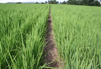 Foto de plantação de arroz em plantio direto.