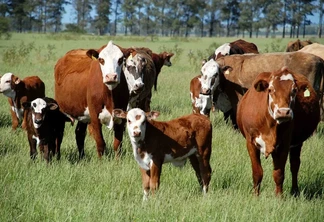 Foto de bovinos em pastagem.