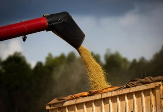 Foto de grãos de soja sendo despejados em caçamba.