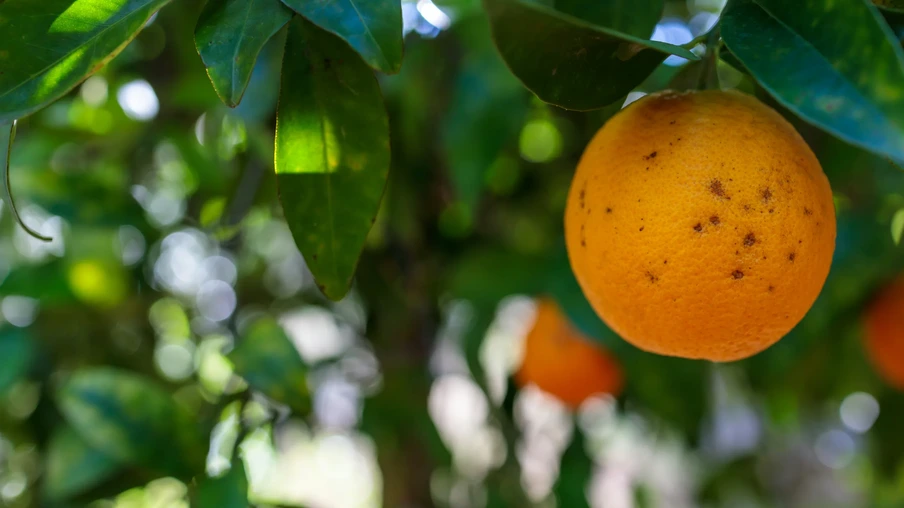 Foto em close up de uma laranja em uma árvore.