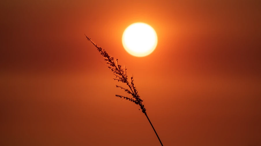 Foto de galho de planta em frente ao sol que brilha em meio ao céu com tons de vermelho.