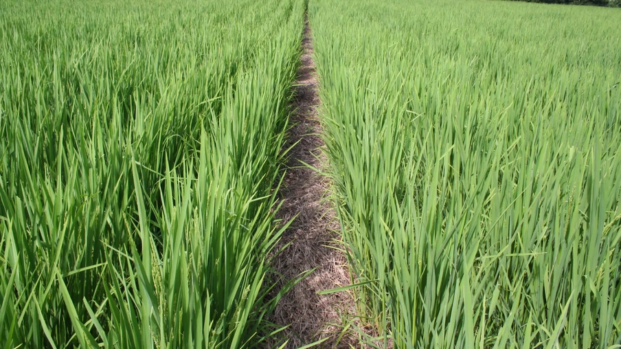 Foto de plantação de arroz em plantio direto.
