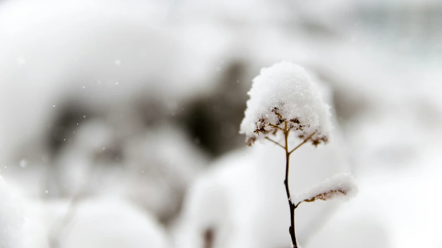 Foto de planta pequena coberta por neve.