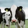 A foto mostra uma vaca preta e branca em meio a outras em pastagem.