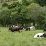 Foto de vacas leiteiras em pastagem.