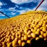 Foto de grãos de soja sob céu azul.